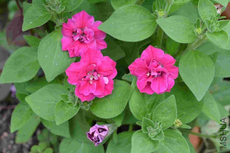 �ذ갫ǣţ��ɫ20120624 001.JPG