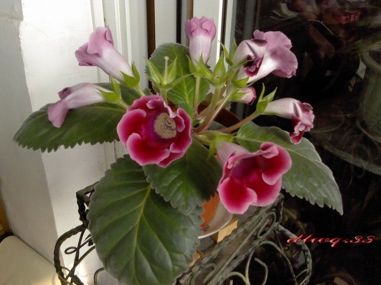 IMG_20120726_082412.jpg