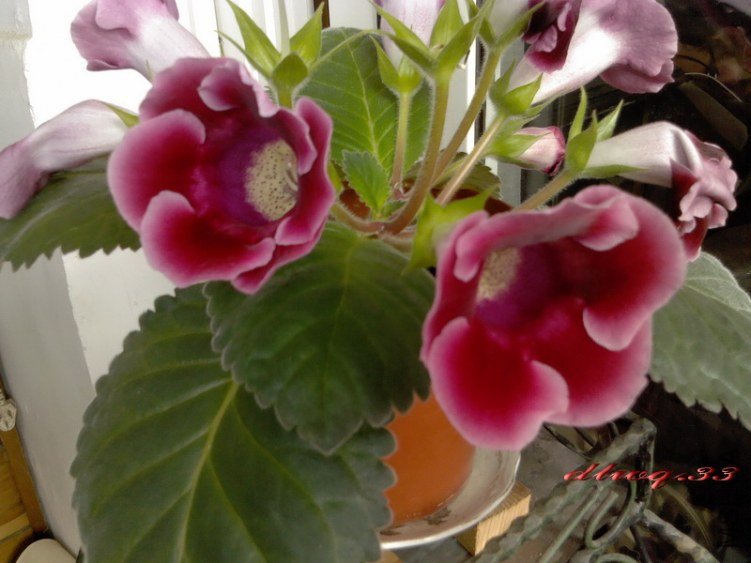 IMG_20120726_082427.jpg