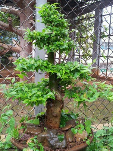 IMG20120726184925.jpg