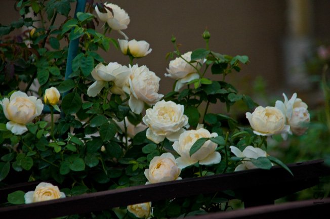 DSC_0021b.jpg