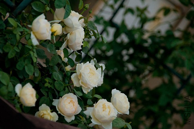 DSC_0022b.jpg