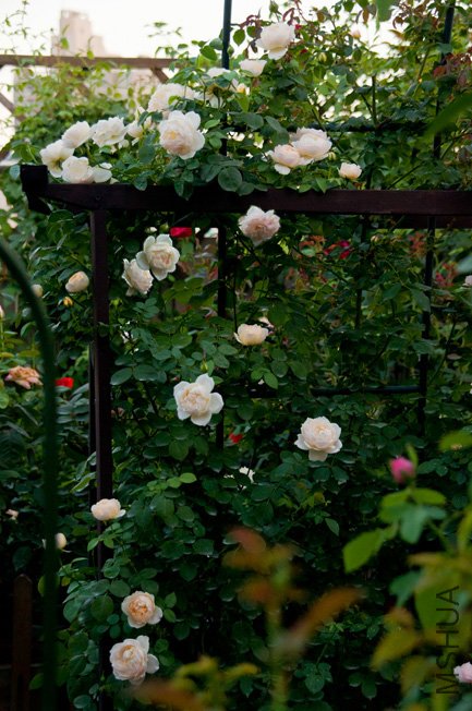 DSC_0023b1.jpg