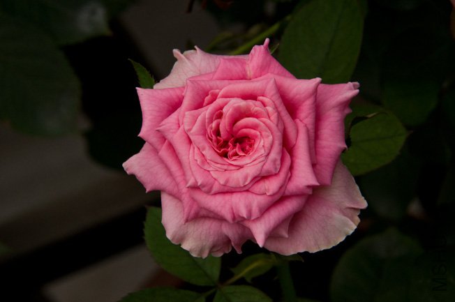DSC_0058b.jpg