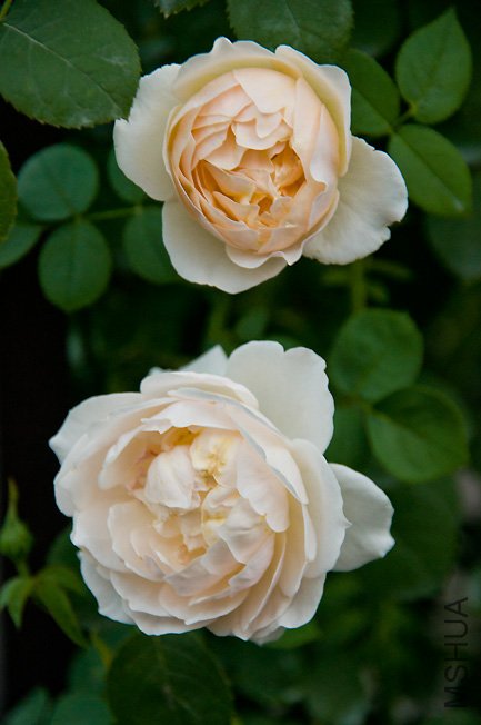 DSC_0026.JPG