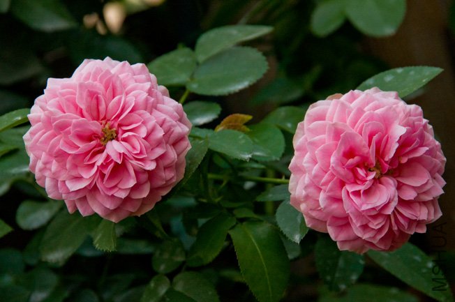 DSC_0004b.jpg
