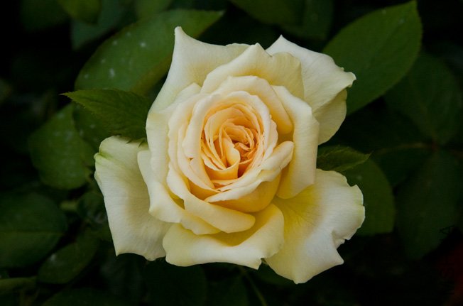 DSC_0003b.jpg