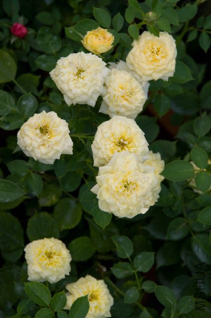 DSC_0011b.jpg