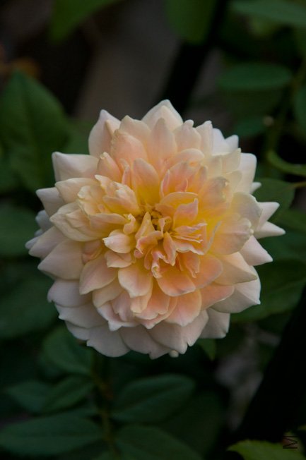 DSC_0014b.jpg