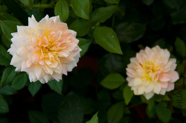 DSC_0015b.jpg
