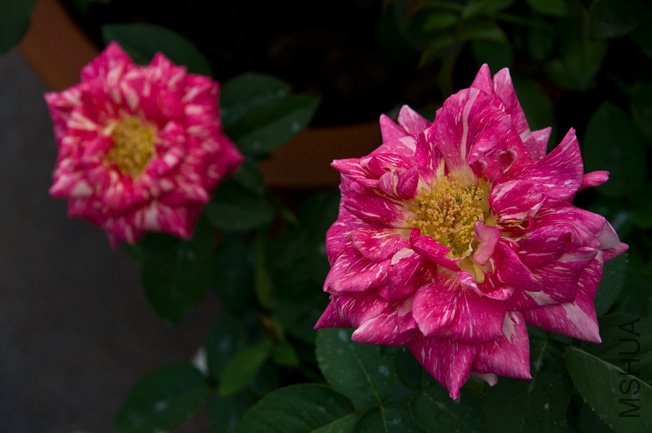 DSC_0017b.jpg
