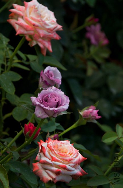 DSC_0021b.jpg
