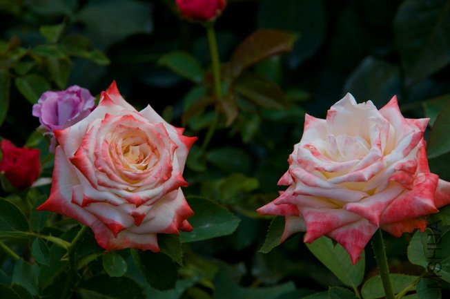 DSC_0022b.jpg