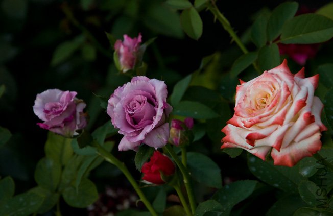 DSC_0020b.jpg