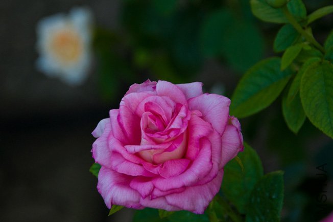 DSC_0033b.jpg