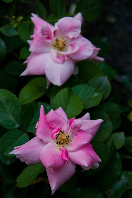 DSC_0037b.jpg