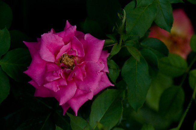 DSC_0038b.jpg