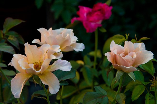 DSC_0042b.jpg
