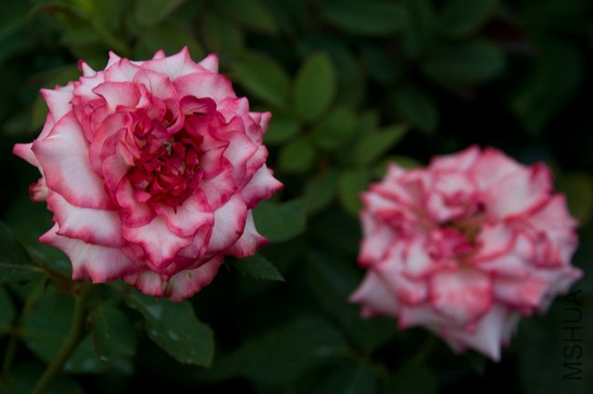 DSC_0043b.jpg