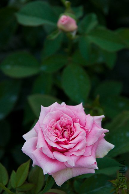 DSC_0044b.jpg
