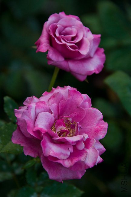 DSC_0051b.jpg