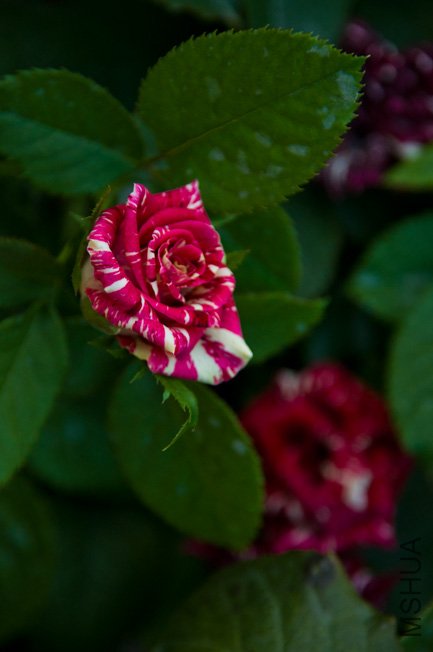 DSC_0048.JPG