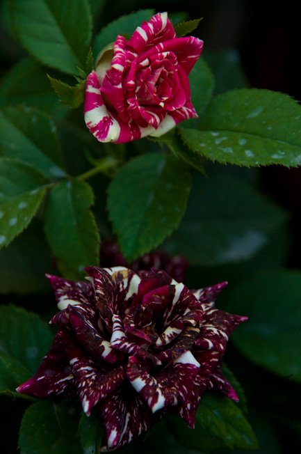 DSC_0049.JPG