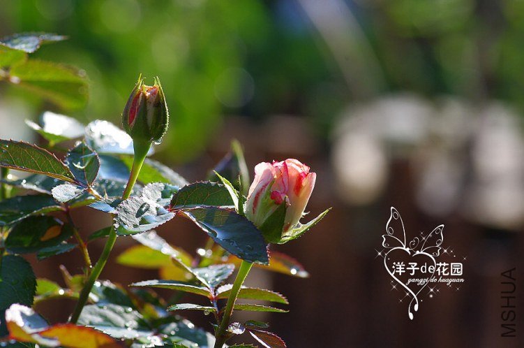 IMGP4709.JPG