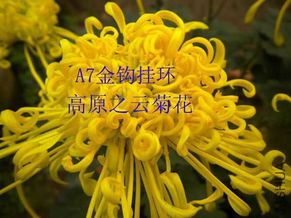 A7�𹳹һ�.JPG
