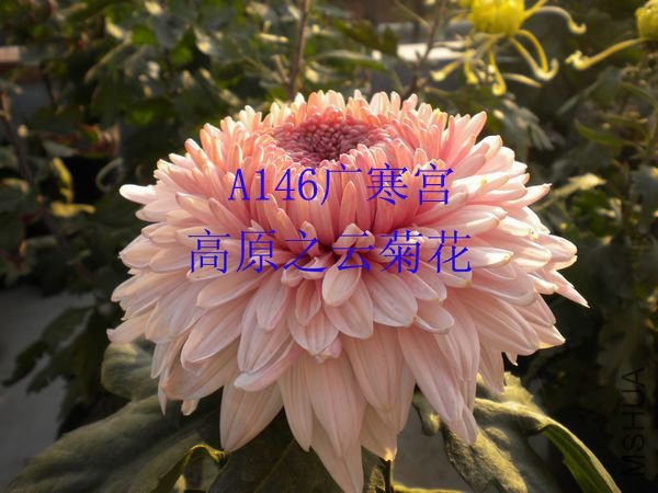 A146�㺮��.JPG