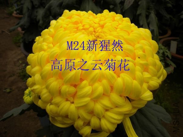M24����Ȼ.JPG