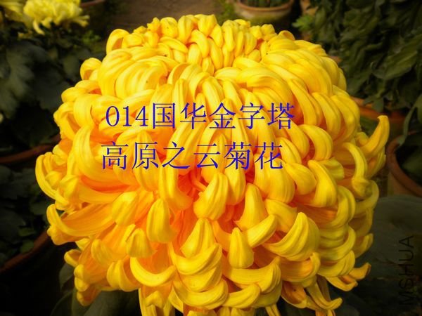 O14����������.JPG