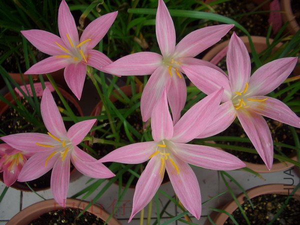 CIMG9664Z. \\'Twinkle_��С��С.jpg