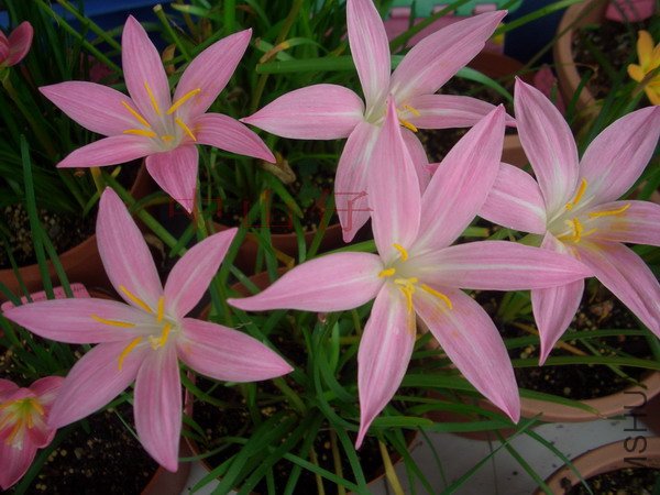 CIMG9665Z. \\'Twinkle_��С��С.jpg