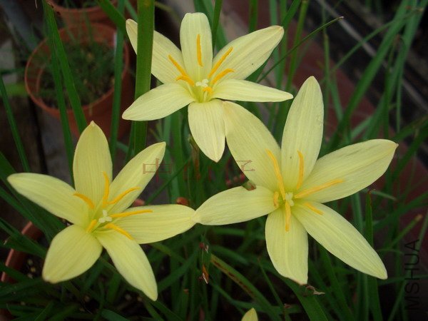 CIMG9666Z. primulina_��С��С.jpg