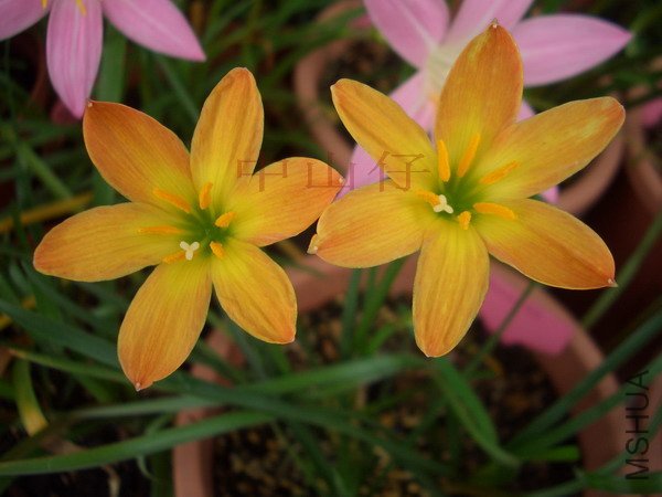 CIMG9652Z. \\'Airie\\'_��С��С.jpg