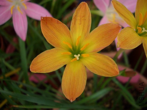 CIMG9653Z. \\'Airie\\'_��С��С.jpg