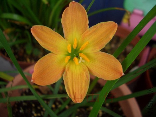 CIMG9655Z. \\'Airie\\'_��С��С.jpg