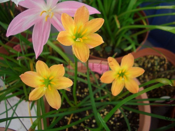 CIMG9656Z. \\'Airie\\'_��С��С.jpg