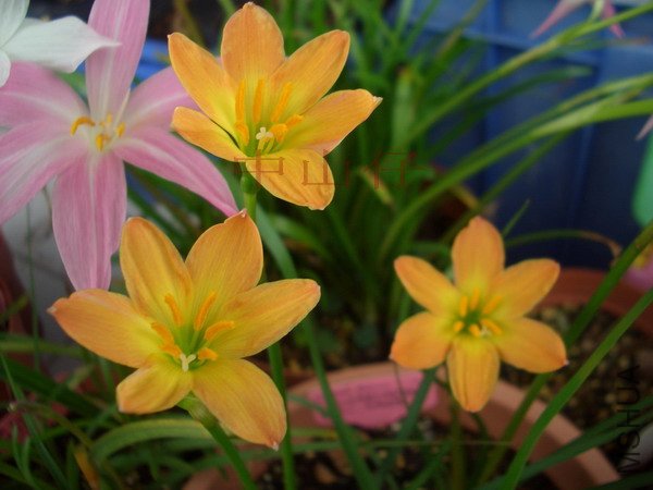 CIMG9657Z. \\'Airie\\'_��С��С.jpg