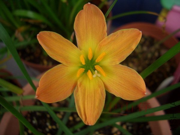 CIMG9659Z. \\'Airie\\'_��С��С.jpg