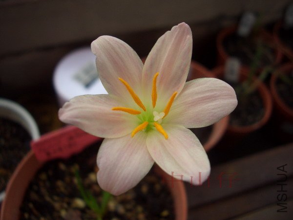 CIMG9638Z.sp. Tenexico Apricot_��С��С.jpg