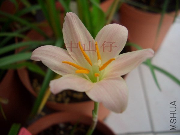 CIMG9644Z.sp. Tenexico Apricot_��С��С.jpg