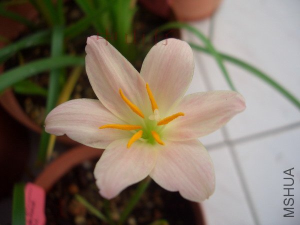 CIMG9646Z.sp. Tenexico Apricot_��С��С.jpg