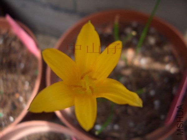 CIMG9629 Z Flavissima_��С��С.jpg