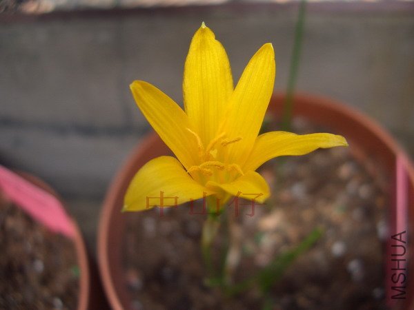 CIMG9630Z Flavissima_��С��С.jpg