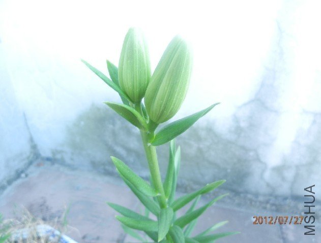 ���ֻ��������������֪���ǲ��������ȵ�Ե��