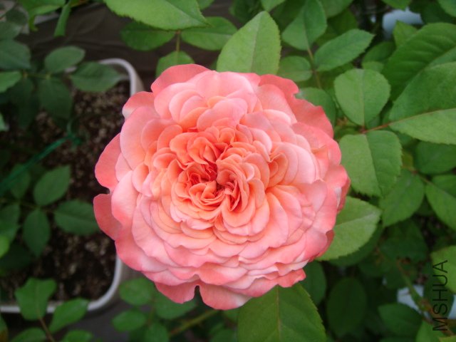 DSC05584.JPG
