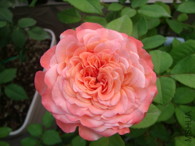 DSC05591.JPG
