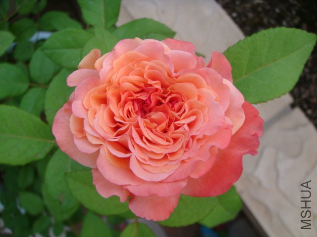 DSC05592.JPG
